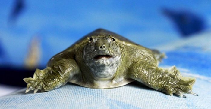 Дальневосточная черепаха Китайский Трионикс: