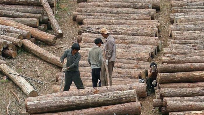 Продажа леса в Китай
