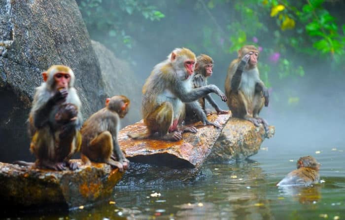 остров обезьян хайнань
