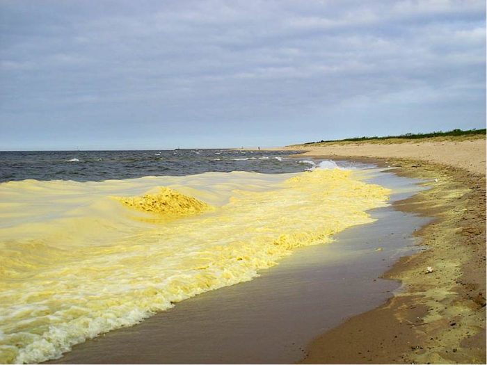 желтое море